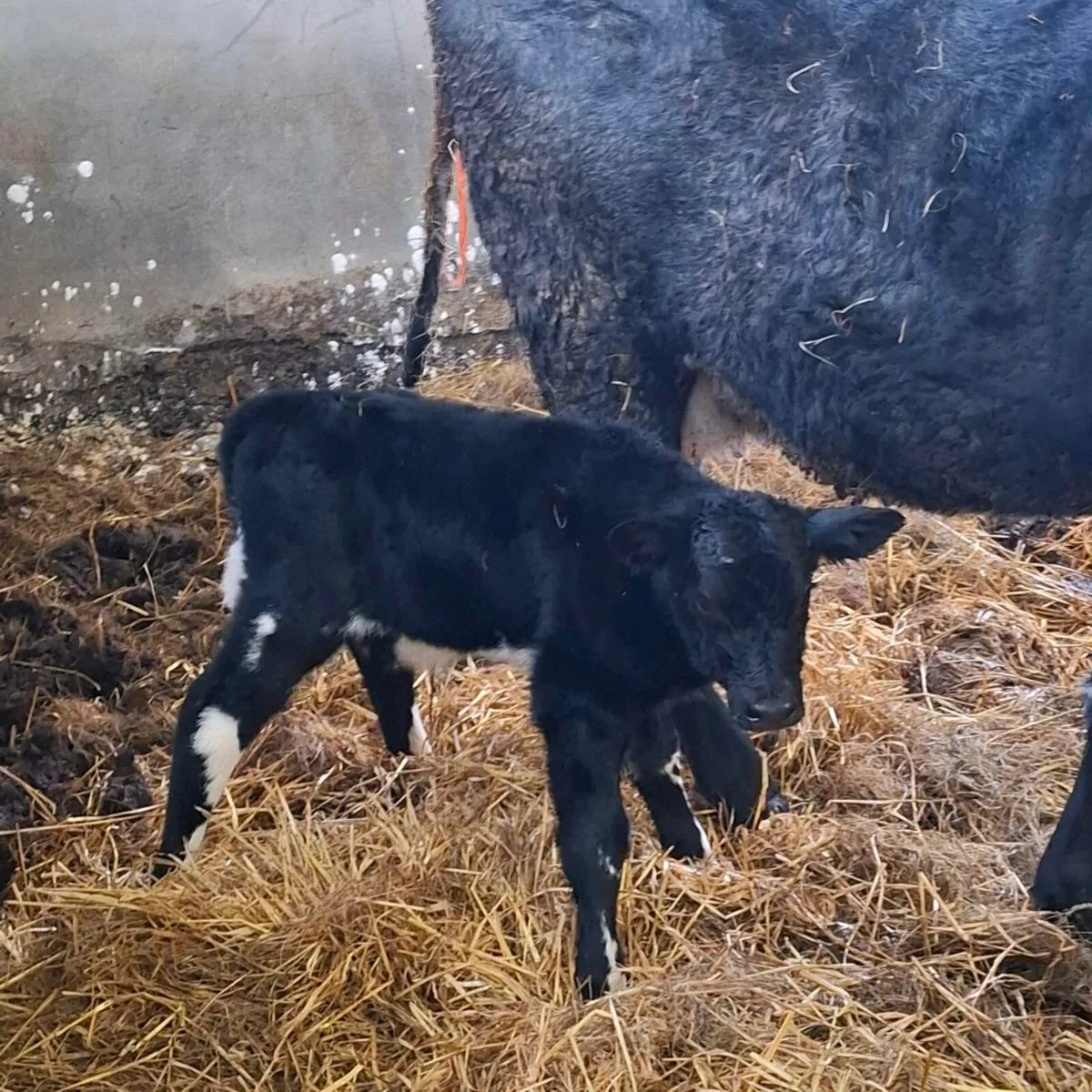 Limousin heifer with calf at foot - Image 3