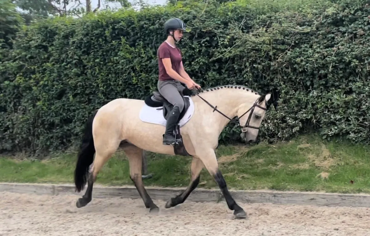 5 y/o Dun Connemara Mare - Image 2