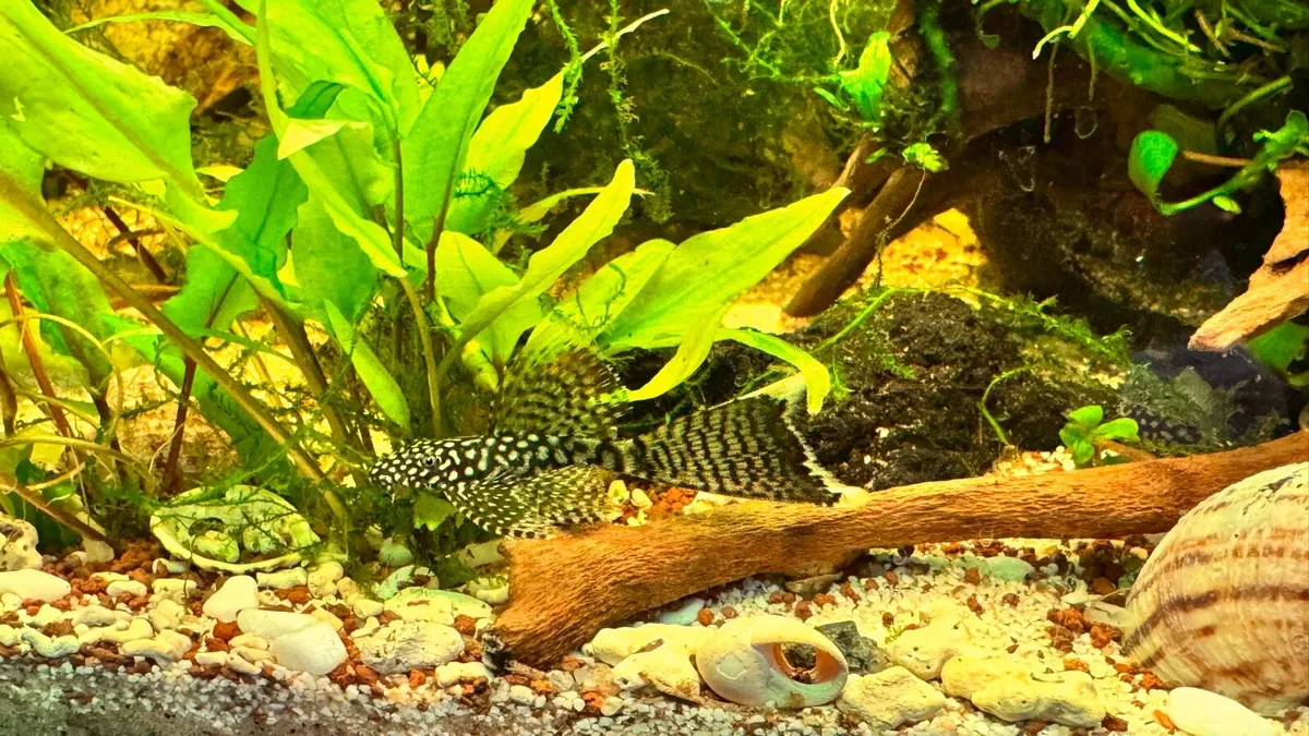 Pleco Fish - Image 2