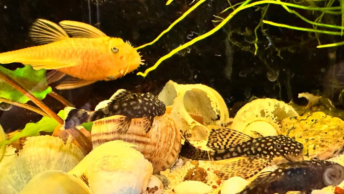 Pleco Fish - Image 4