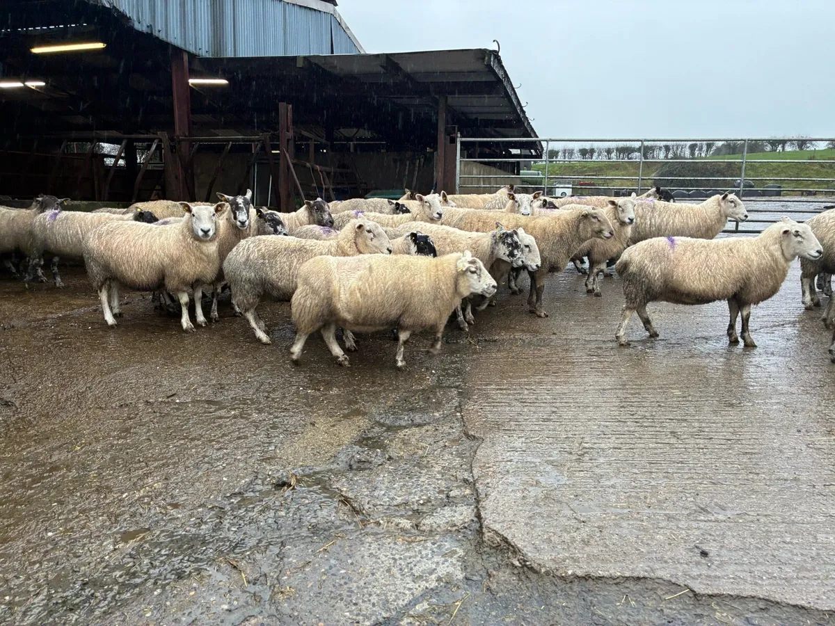 In lamb ewes - Image 1