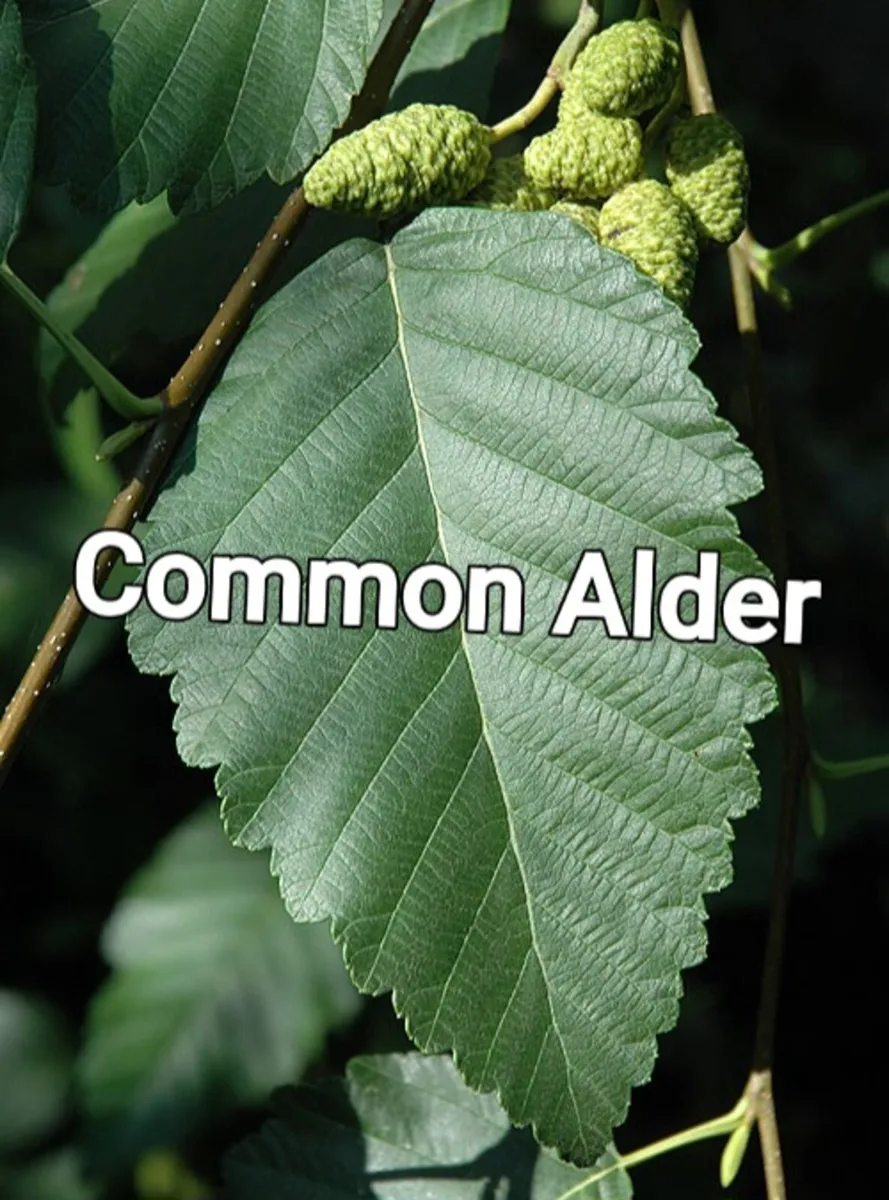 Bareroot Native Trees Two Euros - Image 3