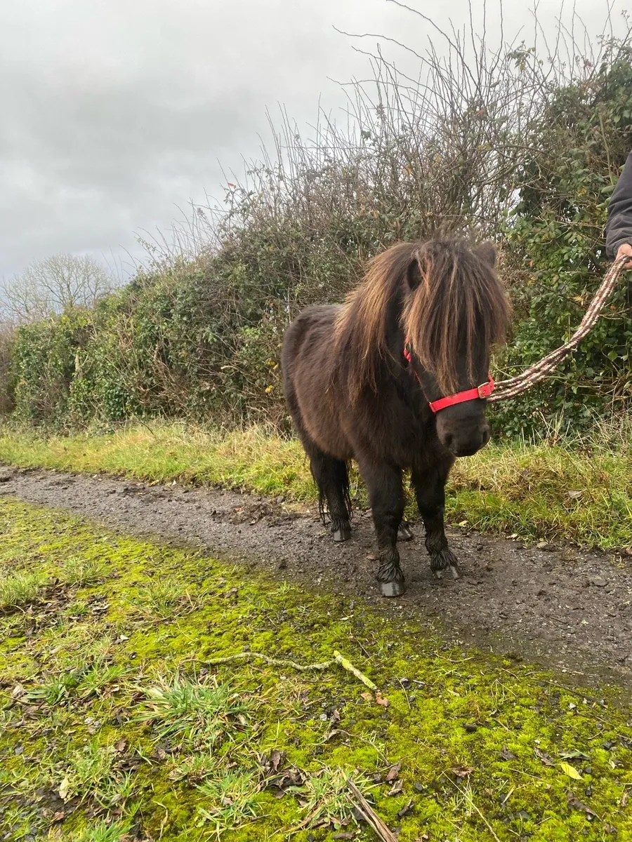 🇮🇪Falabella gelding - Image 1
