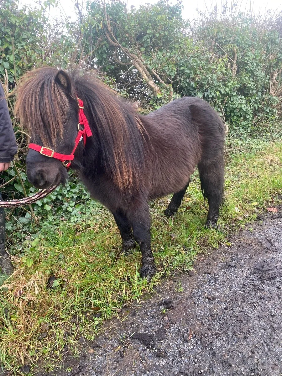 🇮🇪Falabella gelding - Image 2