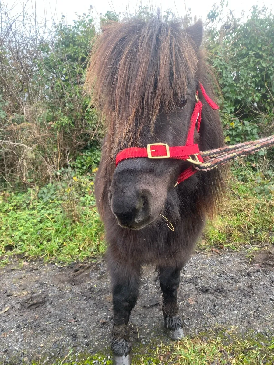 🇮🇪Falabella gelding - Image 3