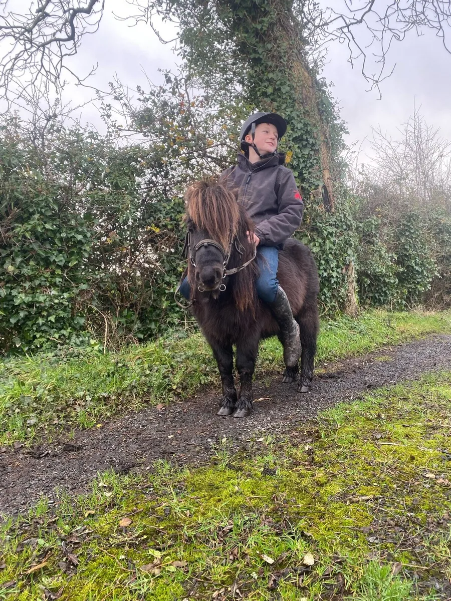 🇮🇪Falabella gelding - Image 4