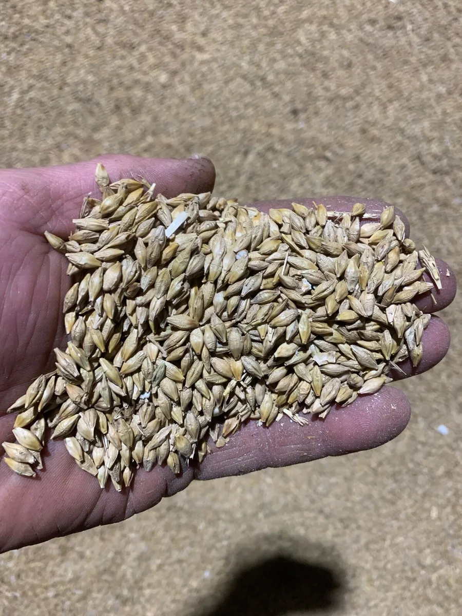 Dried Barley - Image 2