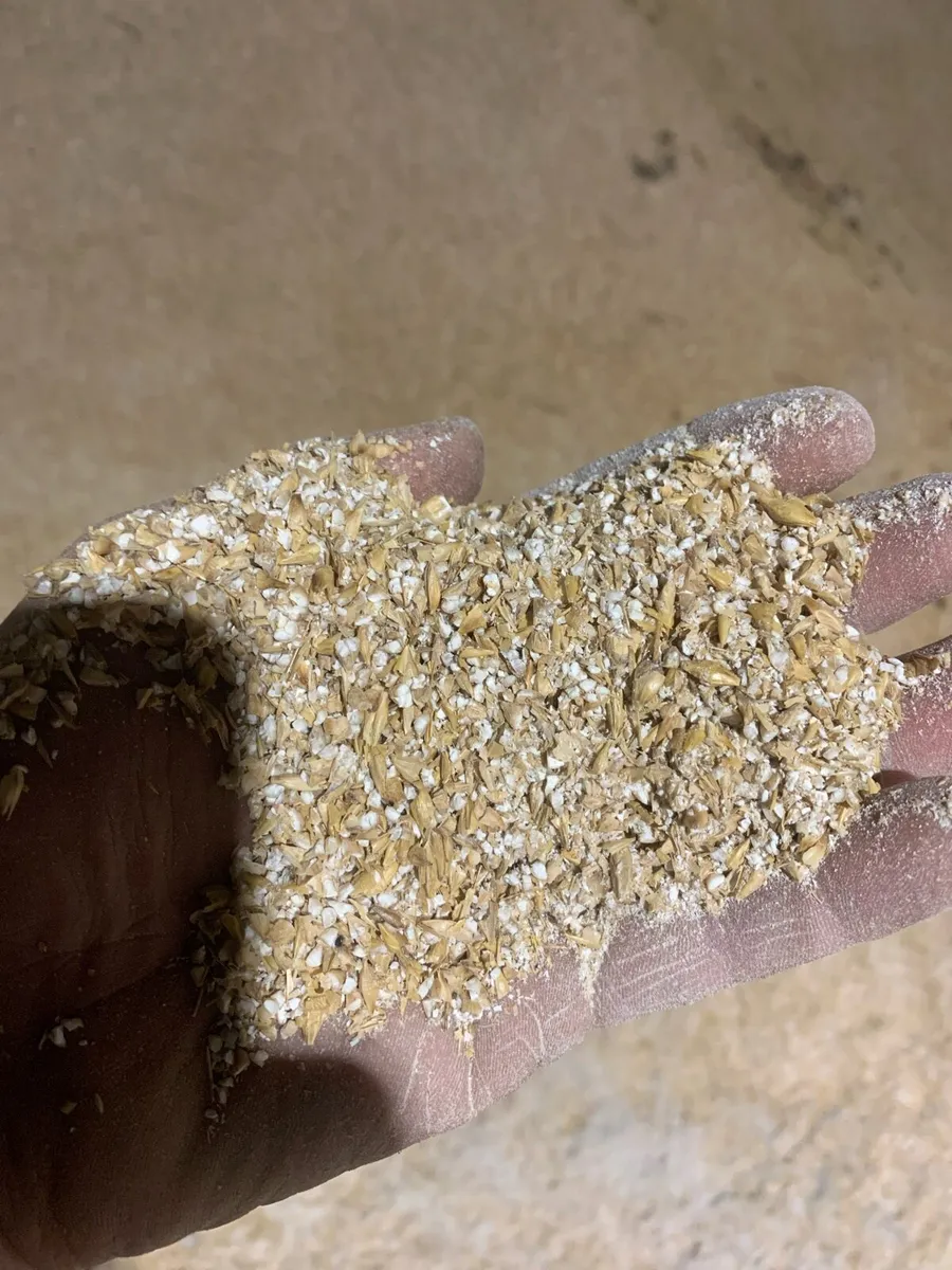 Dried Barley - Image 3