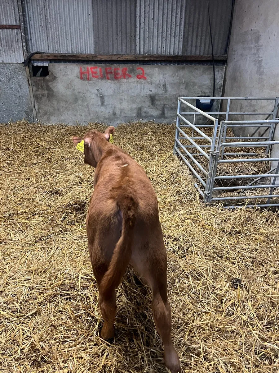 Angus bull calf - Image 2