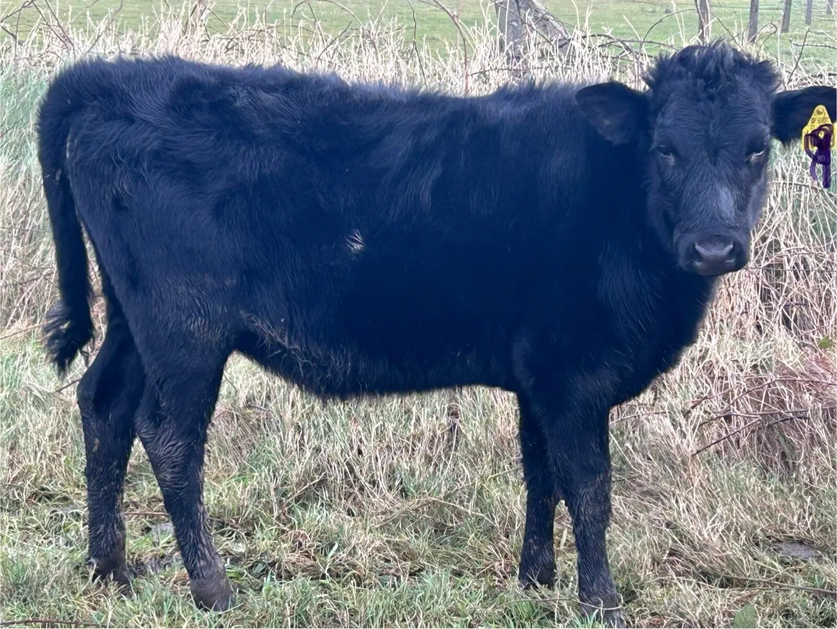 Kerry Bulls & Heifers for sale - Image 3