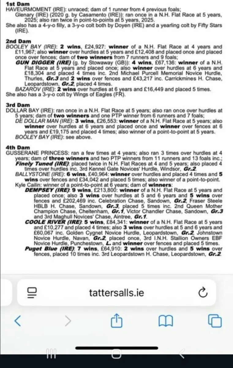 Thoroughbred Horse - Image 1