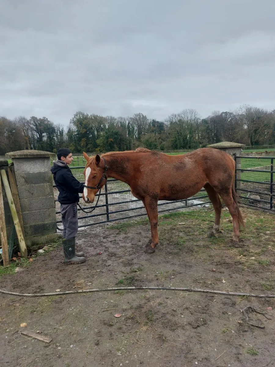 Thoroughbred Horse - Image 3