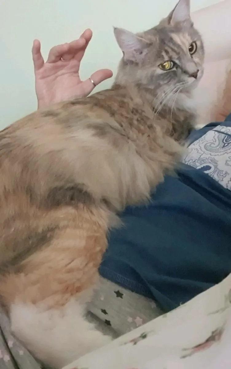 Lap Cat - Young RagCoon cat ❤️ - Image 2