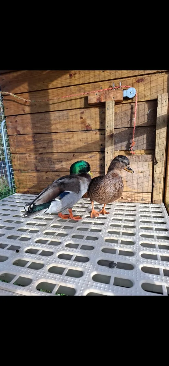 Call ducks call ducks pens - Image 2