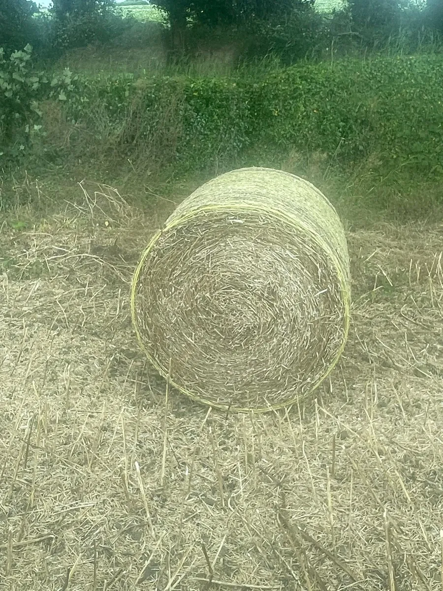 Straw - Image 2