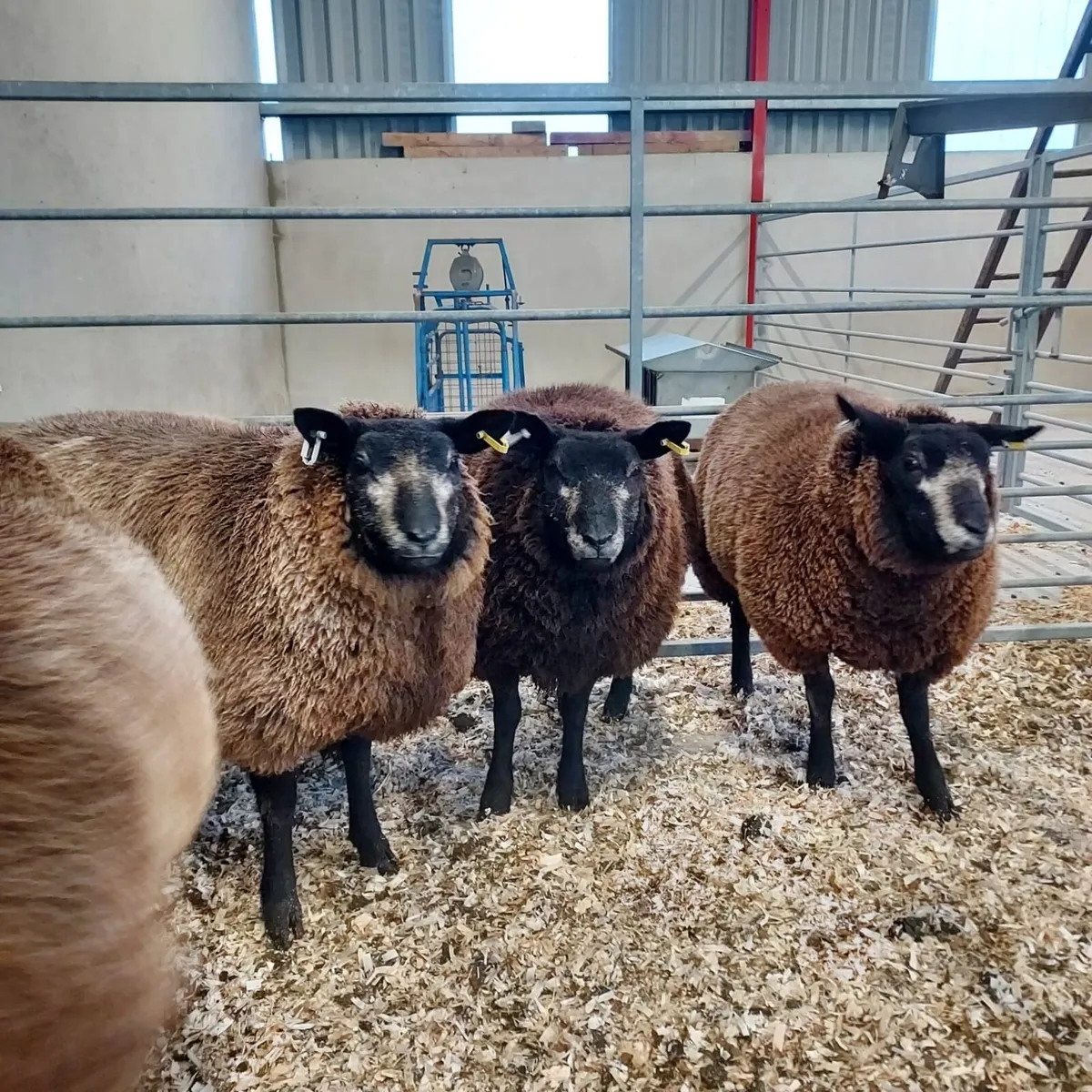 Pedigree Blue Texel Hogget Ewes - Image 1