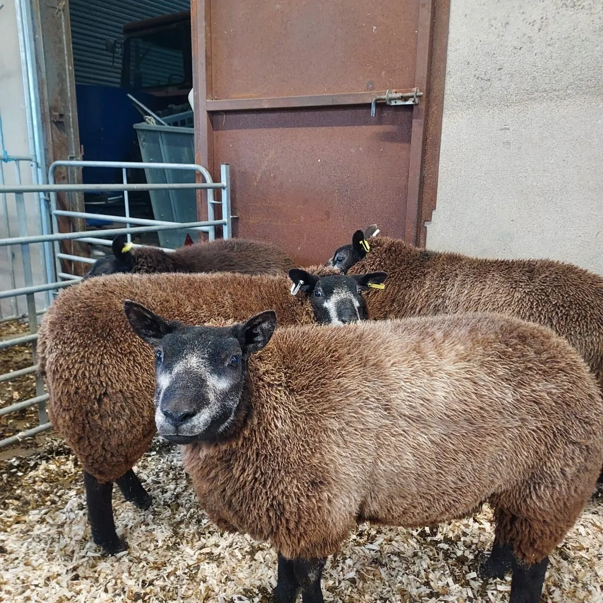 Pedigree Blue Texel Hogget Ewes - Image 2