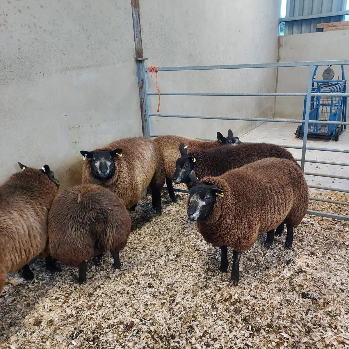 Pedigree Blue Texel Hogget Ewes - Image 4