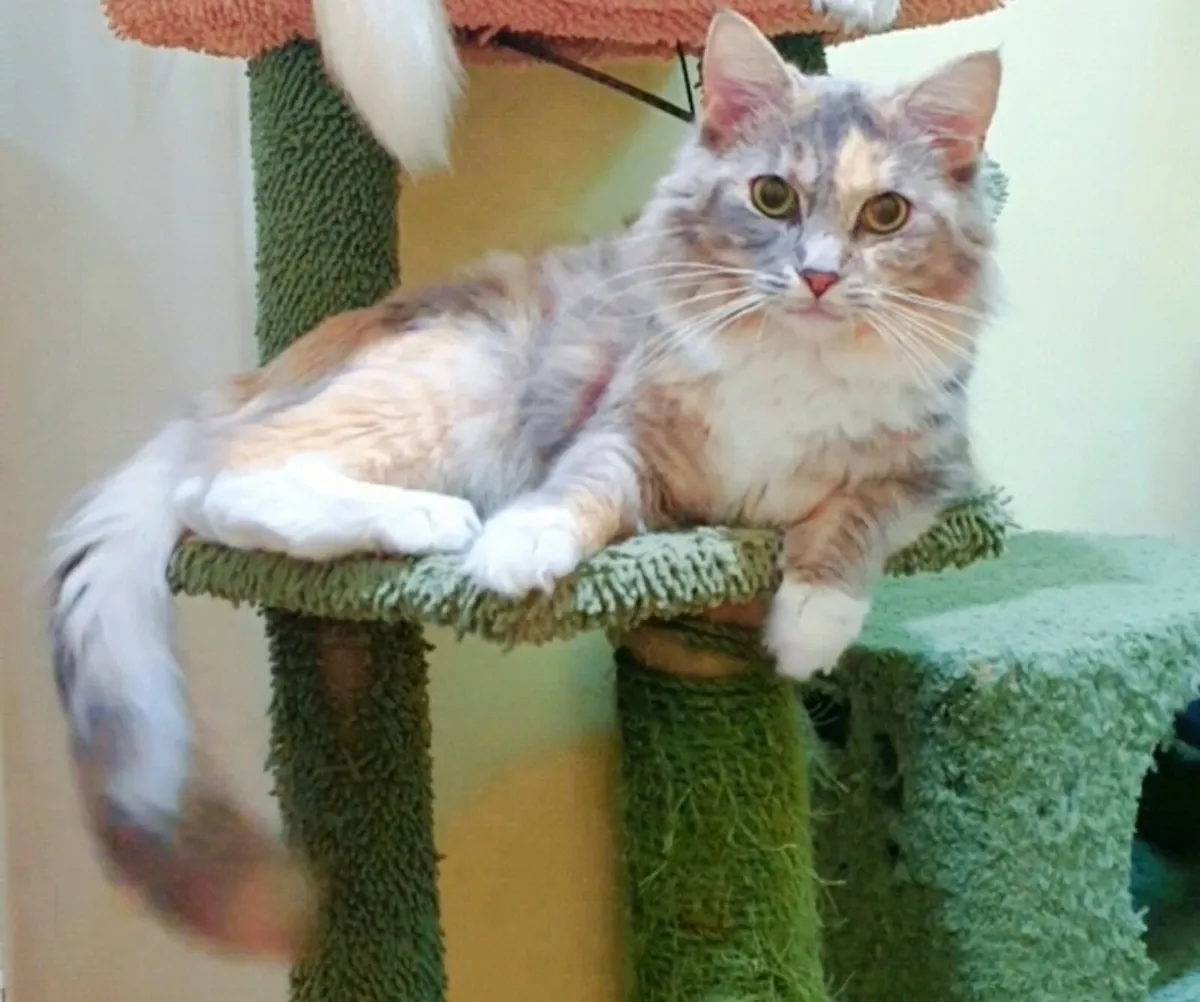 Lap Cat - Young RagCoon cat ❤️ - Image 1