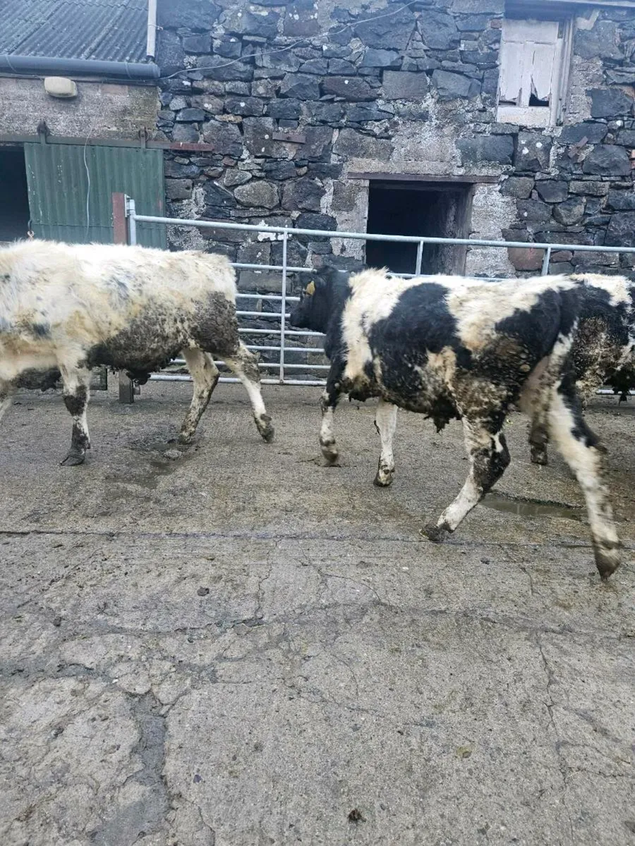 Bull calves - Image 3