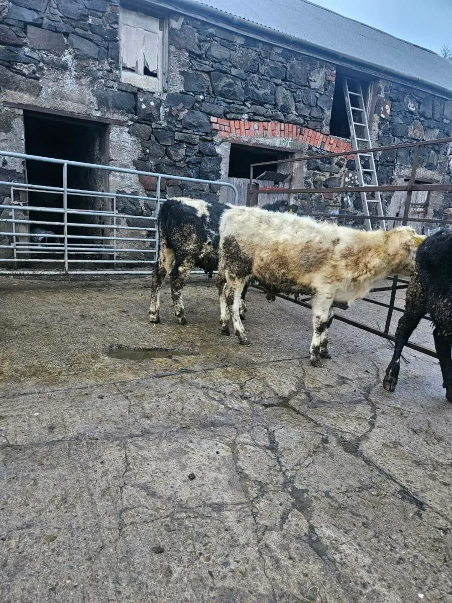 Bull calves - Image 4