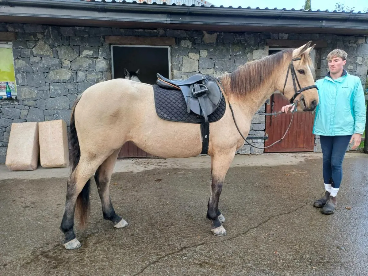Dun Connemara/TB cross mare. 15 hands - Image 4