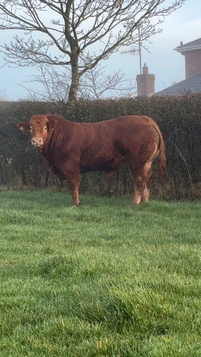 Selection of PBR limousin Bulls - Image 2