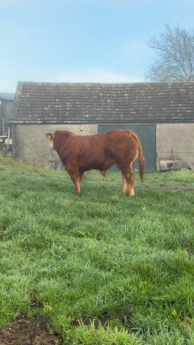 Selection of PBR limousin Bulls - Image 3