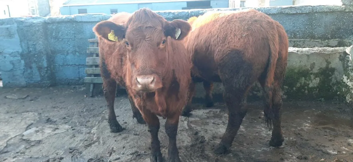 2 in-calf  heifers - Image 4