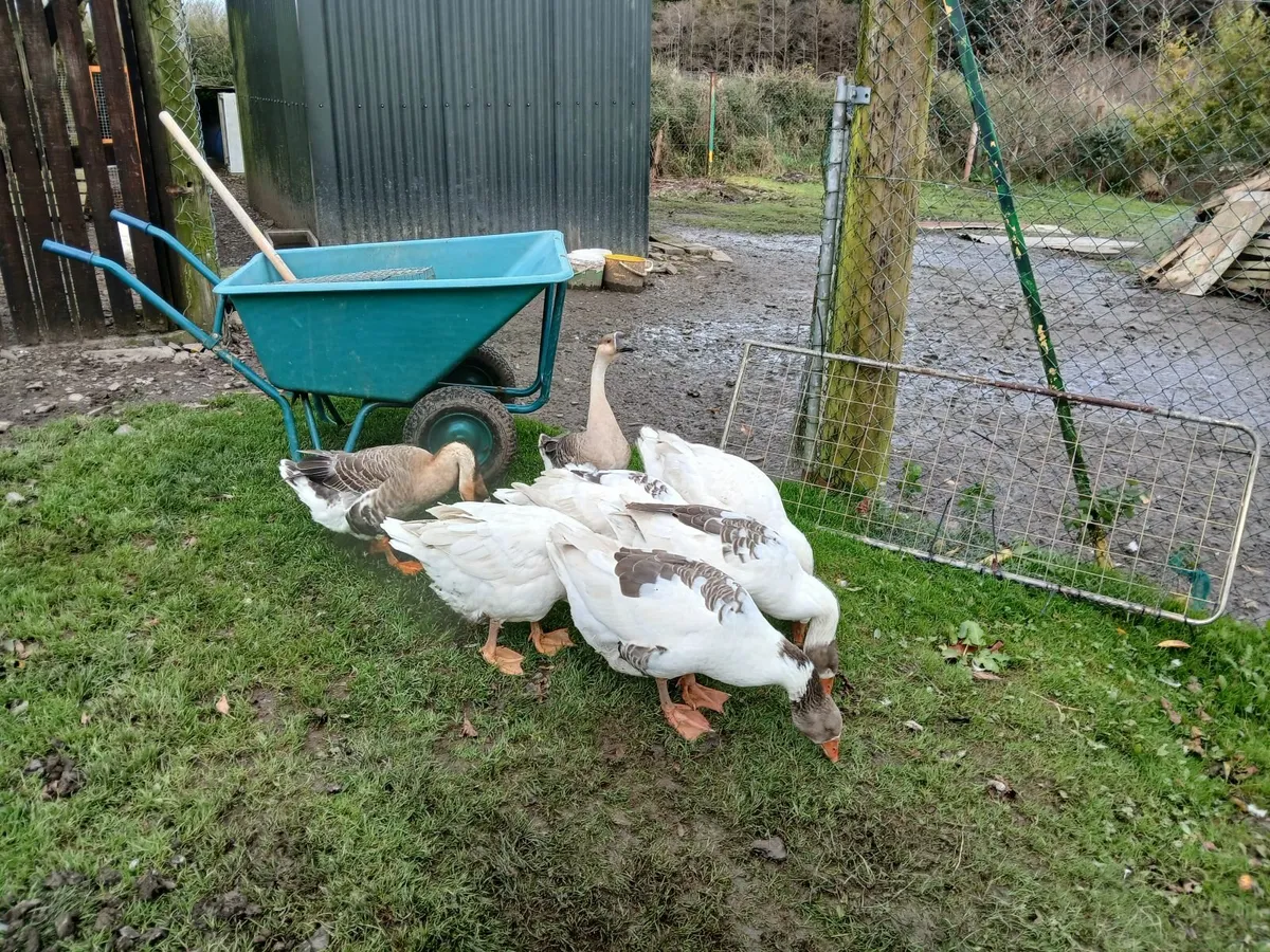 Geese for sale - Image 3