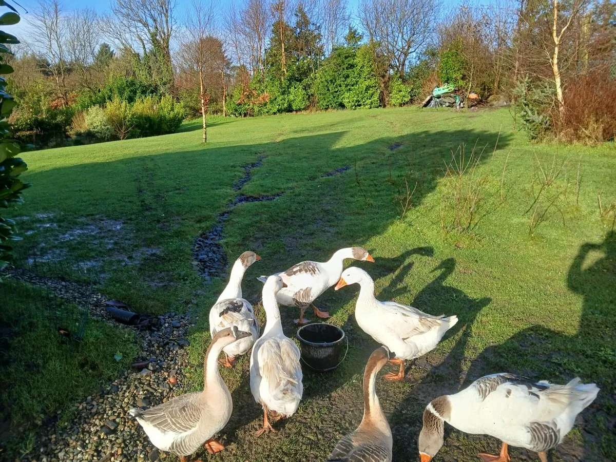 Geese for sale - Image 4