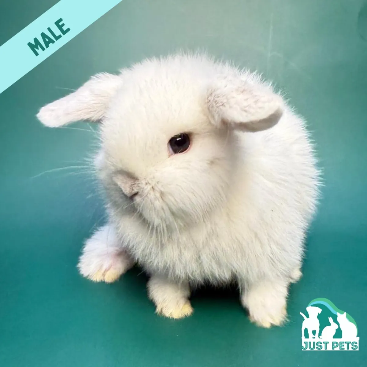 Pedigree Mini Lop Bunnies - Image 2