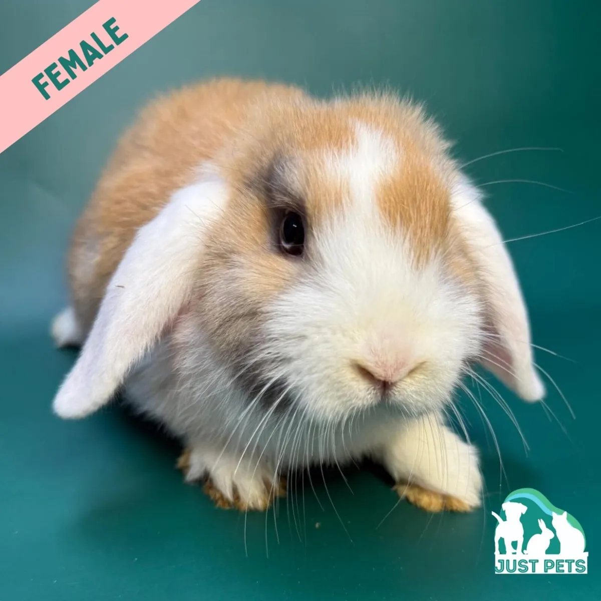 Pedigree Mini Lop Bunnies - Image 3