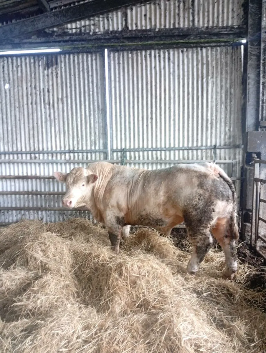 🔥 Scardaune Charolais - Image 1