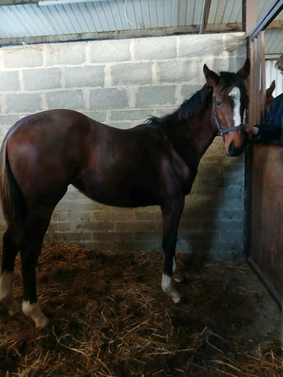 Pillar Coral filly - Image 2