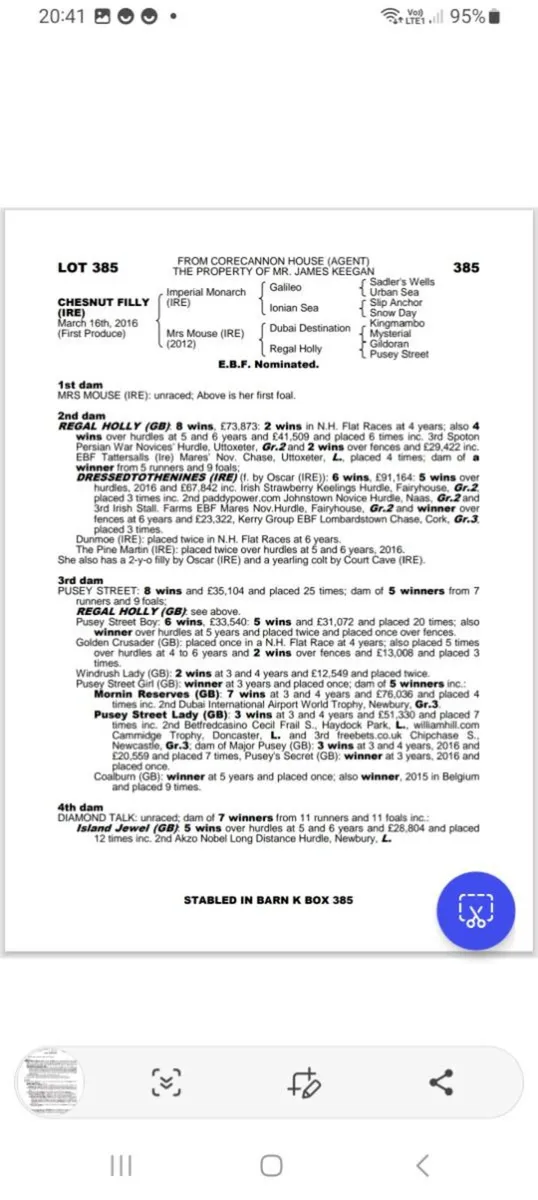 Pillar Coral filly - Image 4