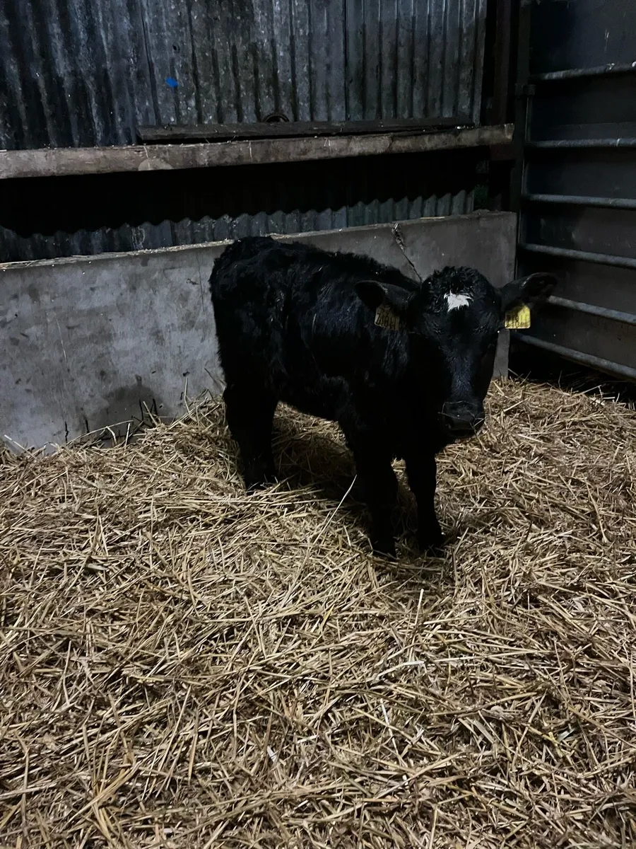 5 Angus heifer sucks - Image 1