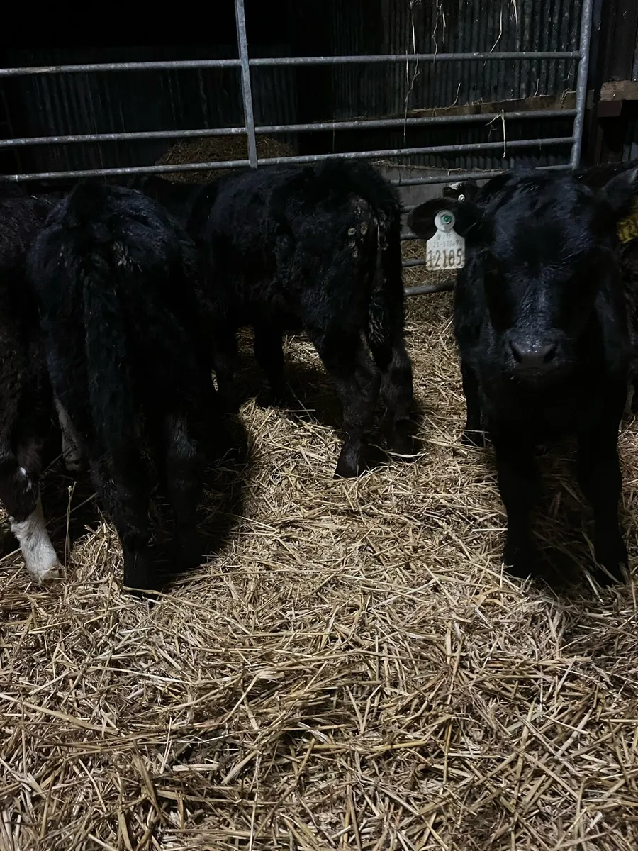 5 Angus heifer sucks - Image 4