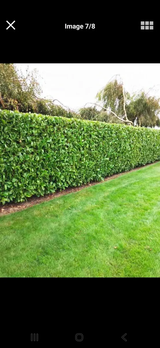 Laurel Hedging - Image 2