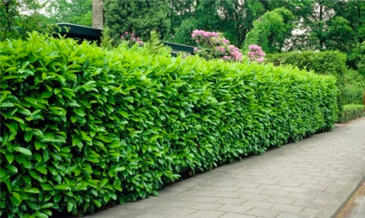 Laurel Hedging - Image 1