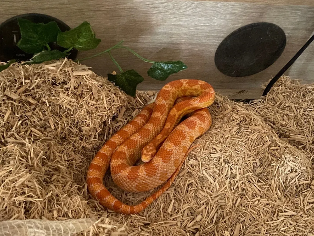 2 Gorg Corn snakes 3 1/2 year & 2 years - Image 4