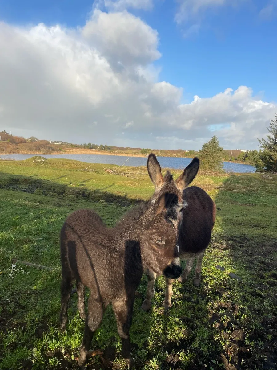 Donkey and foal - Image 2