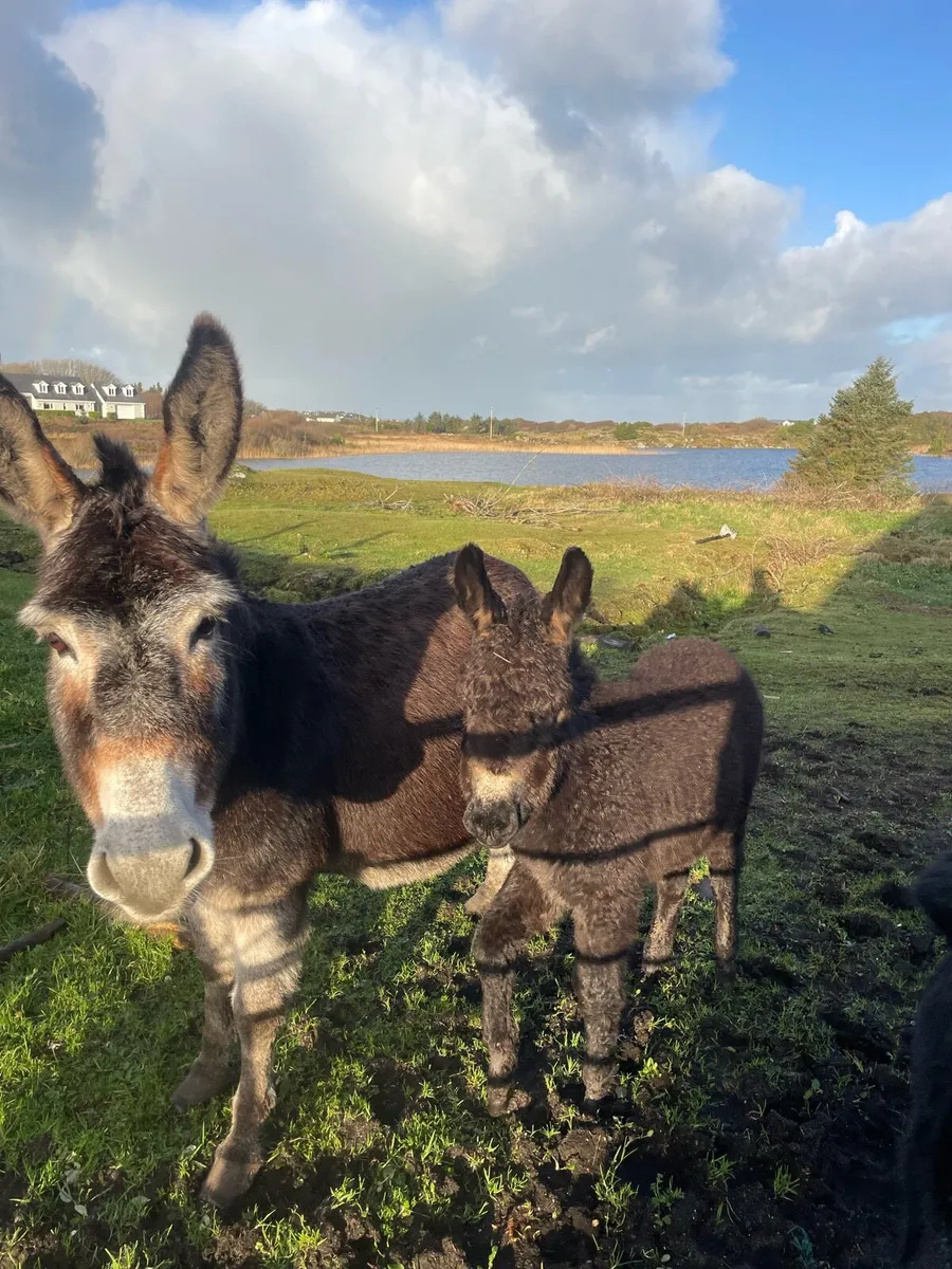 Donkey and foal - Image 4