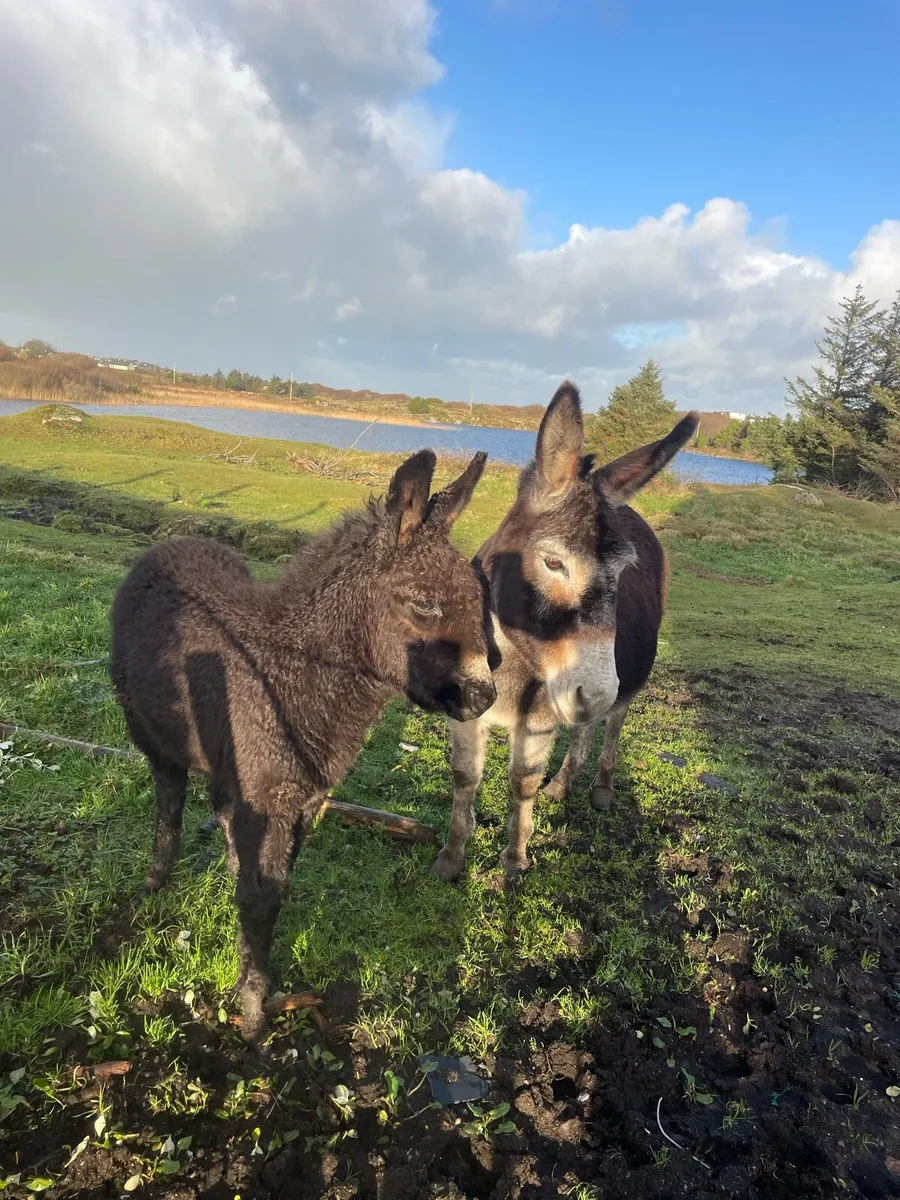Donkey and foal - Image 1