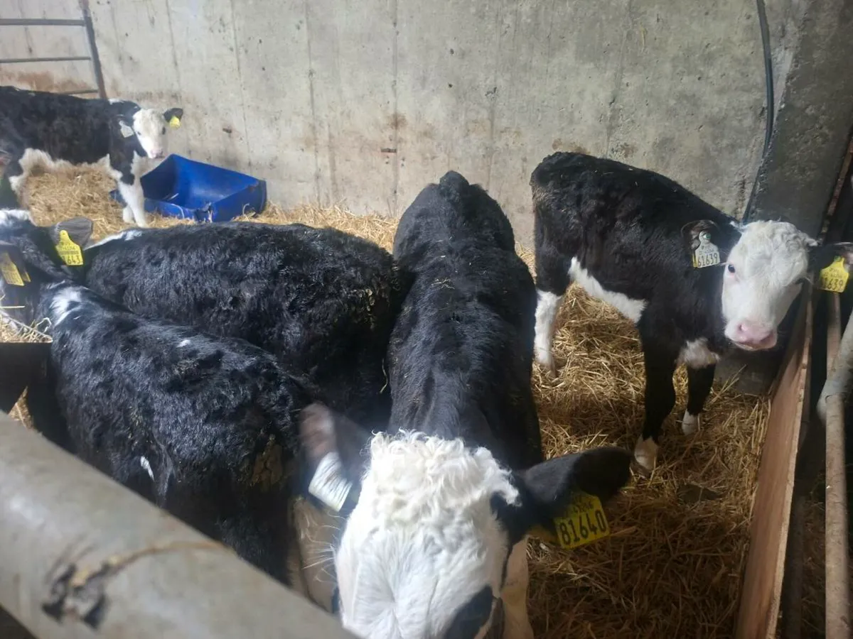 Hereford calves
