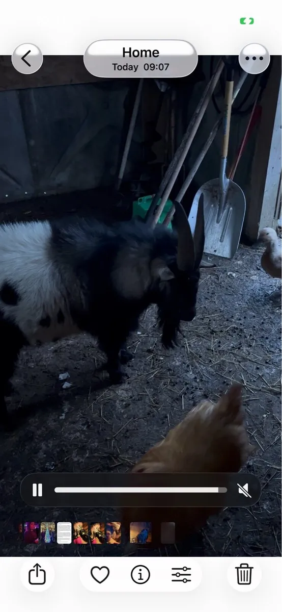 Pygmy buck, nanny, kids ready to go - Image 3