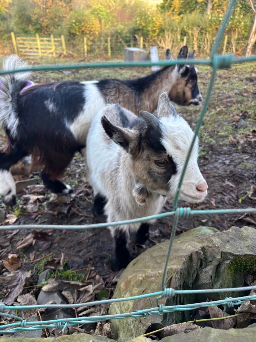 Pygmy buck, nanny, kids ready to go - Image 4