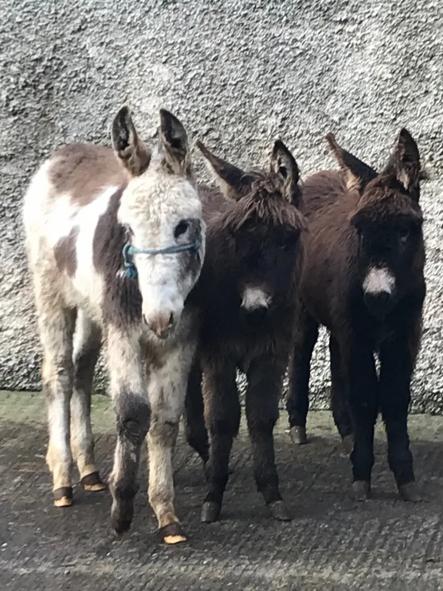 Donkeys and miniature cob. - Image 1
