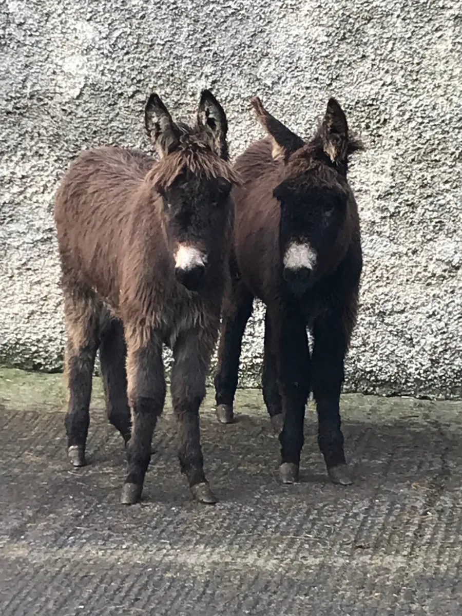 Donkeys and miniature cob. - Image 2