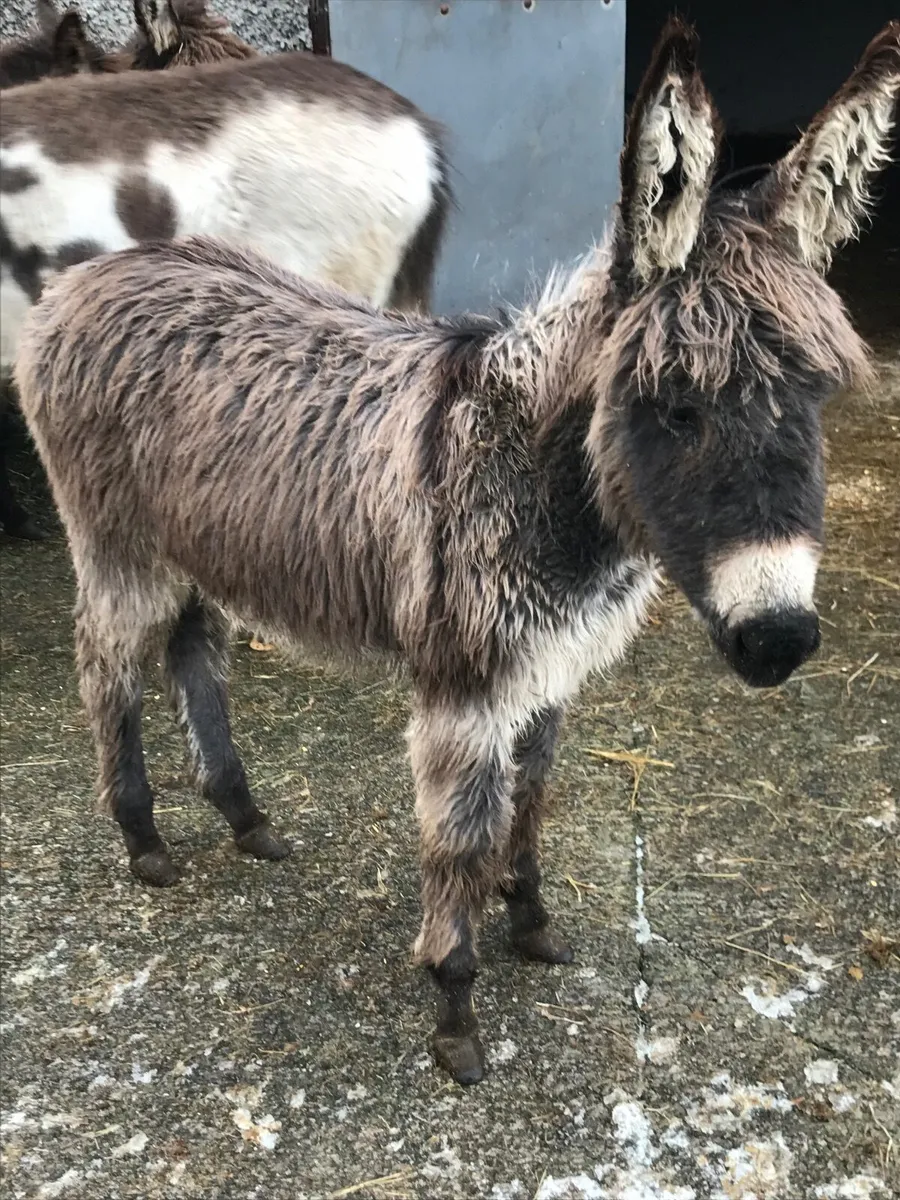 Donkeys and miniature cob. - Image 3